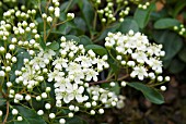 PYRACANTHA ORANGE GLOW