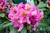 RHODODENDRON DELTA