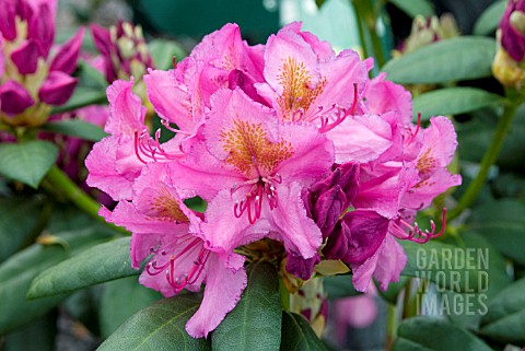 RHODODENDRON_DELTA