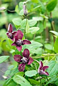 CLEMATIS VITICELLA PURPUREA PLENA ELEGANS