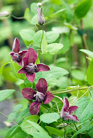 CLEMATIS_VITICELLA_PURPUREA_PLENA_ELEGANS