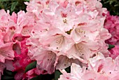 RHODODENDRON SNEEZY