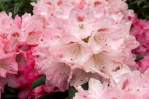 RHODODENDRON_SNEEZY