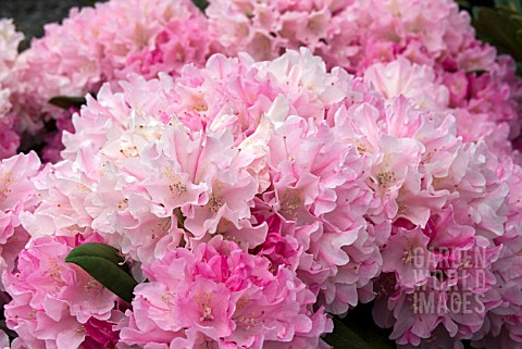 RHODODENDRON_KALINKA