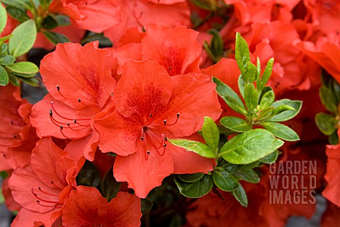 AZALEA_JAPONICA_SANTA_MARIA