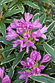 RHODODENDRON PONTICUM SILVER EDGE