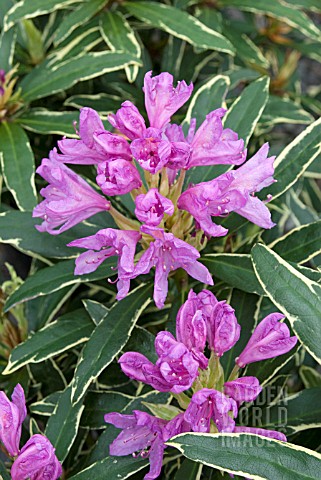 RHODODENDRON_PONTICUM_SILVER_EDGE