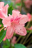 RHODODENDRON BLAAUWS PINK