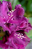 RHODODENDRON PURPLE SPLENDOUR