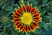 GAZANIA APACHE