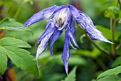 CLEMATIS MACROPETALA BLUE BIRD