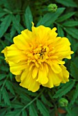 TAGETES TRIPLOID ORANGE