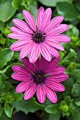 OSTEOSPERMUM ECKLONIS ASTRA PINK