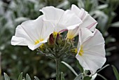 CONVOLVULUS CNEORUM SILVERBUSH