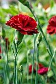 DIANTHUS PASSION