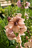 VERBASCUM JACKIE