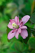 CLEMATIS MONTANA BROUGHTON STAR