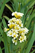 SISYRINCHIUM STRIATUM AUNT MAY