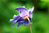 CLEMATIS MACROPETALA