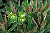 EUPHORBIA MARTINII TINY TIM