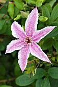 CLEMATIS STARLIGHT