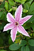 CLEMATIS STARLIGHT