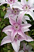 CLEMATIS PINK FANTASY