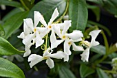 TRACHELOSPERMUM JASMINOIDES (CONFEDERATE JASMINE)