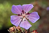 GERANIUM PRATENSE DARK REITER