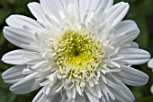 LEUCANTHEMUM X SUPERBUM ESTHER READ