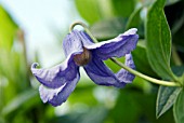 CLEMATIS INTEGRIFOLIA HENDERSONII