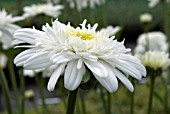 LEUCANTHEMUM X SUPERBUM ESTHER READ