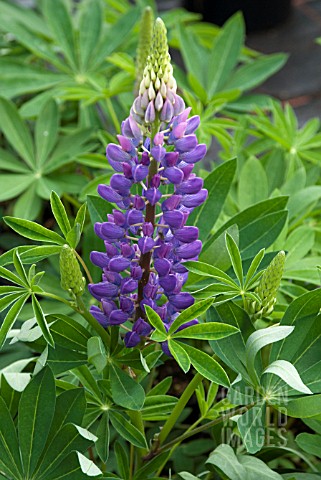 LUPINUS_THE_GOVERNOR