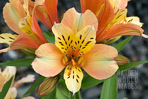 ALSTROEMERIA_INCA_ICE