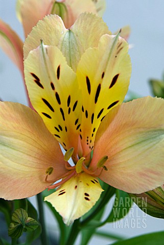 ALSTROEMERIA_INCA_ICE