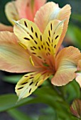 ALSTROEMERIA INCA ICE