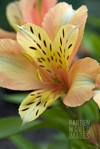 ALSTROEMERIA_INCA_ICE