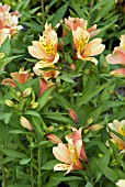 ALSTROEMERIA INCA ICE