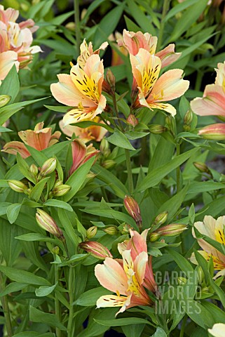 ALSTROEMERIA_INCA_ICE