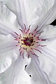 CLEMATIS SNOW QUEEN