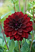 DAHLIA ARABIAN NIGHT