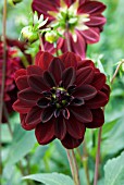 DAHLIA ARABIAN NIGHT