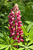 LUPINUS CAMELOT MIX