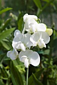 LATHYRUS LATIFOLIUS WHITE PEARL