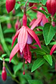 FUCHSIA SON OF THUMB