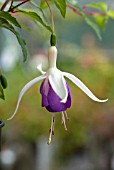 FUCHSIA DELTAS SARAH