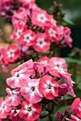 PHLOX PANICULATA JUNIOR DANCE