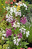 MIXED DIGITALIS