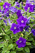 PETUNIA SURFINIA SKY BLUE