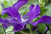 CLEMATIS APHRODITE